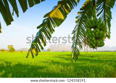 Landscape of central Thailand, a banana tree, rocks in the background