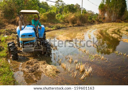 PAI, NORTHERN THAILAND, DECEMBER 29: Local people working on the rice field in Pai, Northern Thailand on December 29, 2012. Thailand is the world\'s 2nd largest exporter of rice.
