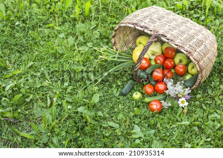 Harvest. Basket full of fruits and vegetables scattered in a grass in garden.