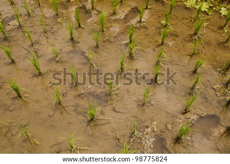 Rice field in early stage at Ubud, Bali, Indonesia.