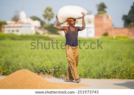 NALANDA, INDIA - JANUARY 25, 2015:  farmer is carrying bag on them head. The bag are filled with leaves from the fields.