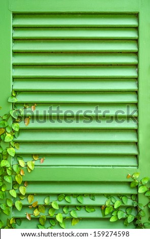 ivy up on the old  windows  page  green
