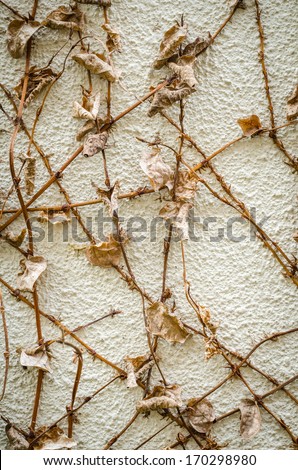 creeper on weathered brick wall / abstract grungy background / wall plant