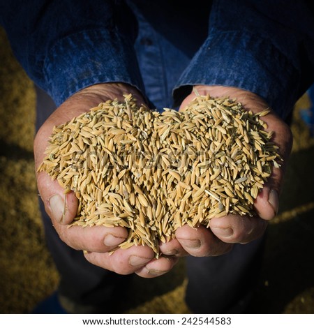 Rice seed in farmer hand