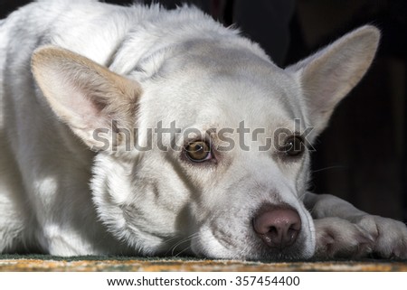 White dog tired
