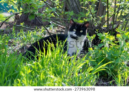 Black cat hiding in the grass