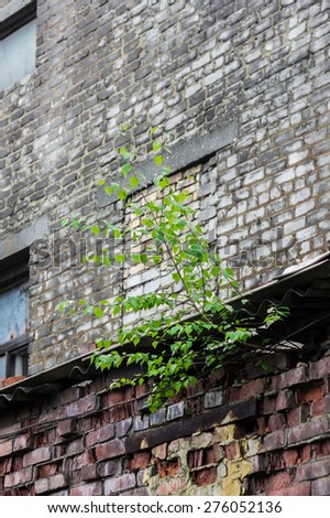 Green tree growing from under the roof of the building