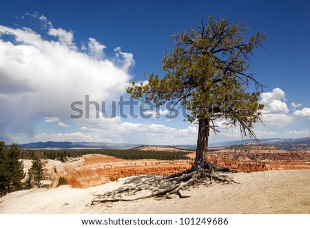 Lone tree at Bryce Canyon, Utah, USA, against dramatic sky.