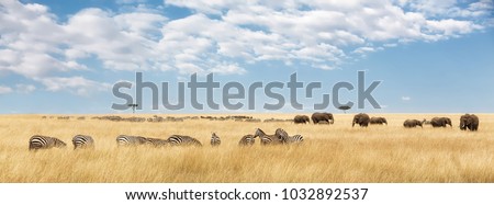 Elephants herd and migrating zebra  in the Masai Mara. Panorama in popular social media banner dimensions