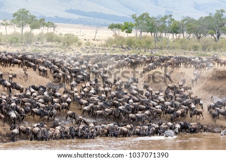 Zebra mingle with thousands of wildebeest on the banks of the Mara River during the great migration. In the Masai Mara, Kenya. Every year 1.5 million wildebeest make the trek from Tanzania to Kenya