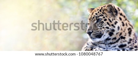 Young adult Amur Leopard. A species of leopard indigenous to southeastern Russia and northeast China, and listed as Critically Endangered. Space for text. Popular social media banner proportions.