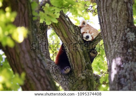 Cute Red Panda, Ailurus fulgens, sleep in a tree. This tree dwelling creature is an endangered species and is indigenous to the eastern Himalayas and southwestern China.