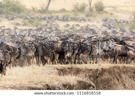 Wildebeest and zebra gather on the banks of the Mara river during the Great Migration in the Masai Mara, Kenya.