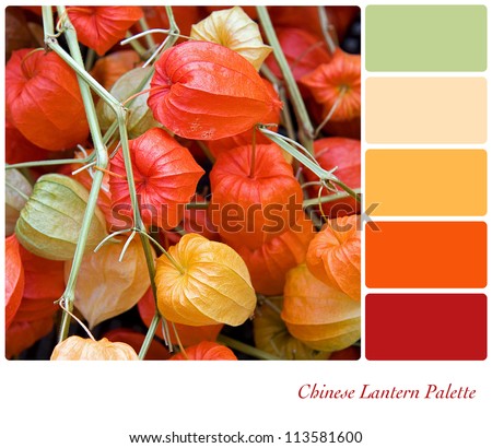 Chinese Lantern plant background colour palette with complimentary swatches.