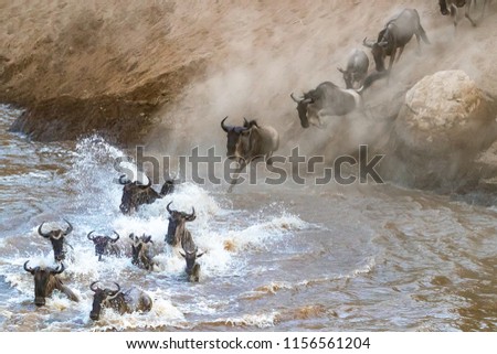 Wildebeest crossing the Mara River during the annual Great Migration. Every year approximately one and a half million wildebeest make this trecherous journey between Tanzania and Kenya