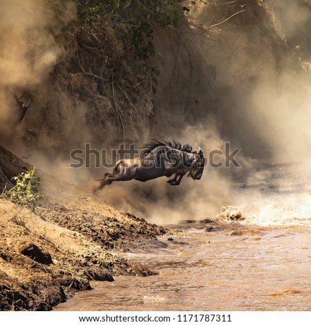 Wildebeest cross the Mara River during the Great Migration. Every year approximately one and a half million wildebeest make this trecherous journey between Tanzania and Kenya