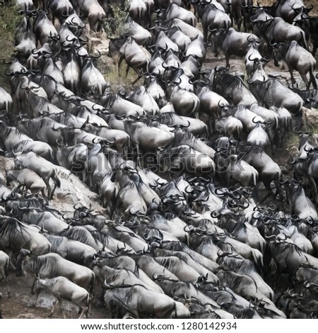 Thousand of wildebeests scramble out of the Mara River during the annual Great Migration. Every year over one and a half million wildebeest make this treacherous journey between Tanzania and Kenya