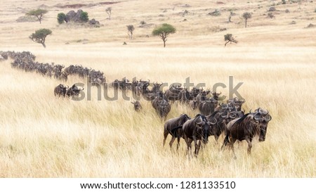 A long line of white-bearded wildebeest travel through the soft red-oat grass of the Masai Mara during the annual Great Migration.