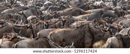 Crowded white-bearded wildebeest in the Masai Mara for the annual great migration. Every year 1.5 million wildebeest make the journey between Tanzania and Kenya.Popular social media banner proportions