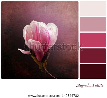 A a single pink magnolia flower on a vintage style background,  in a colour palette with complimentary colour swatches.