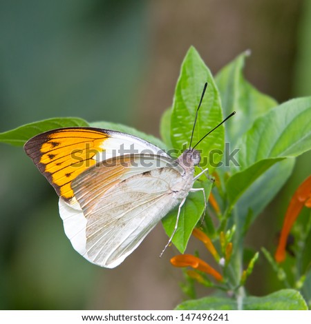 Male Giant Orange-tip butterfly, hebomoia glaucippe, found in Indonesia, Southern Asia and Australasia