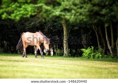 New Forest pony in a clearing, Nomansland, Hampshire, UK