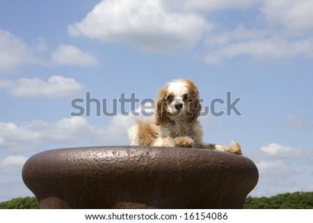 Cavalier King Charles Spaniel poses for the camera on a bollard