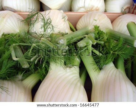 Fresh fennel for sale at a market
