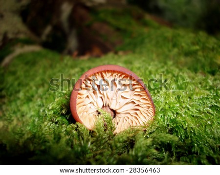 forest fungus