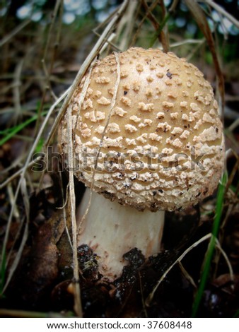 The Amanita Rubescens fungi, commonly known as \'the blusher\'. Found in the New Forest, UK.
