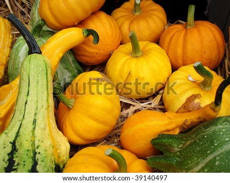 A background of pumpkins, squashes and gourds for sale at a market