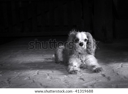 Black and white portrait of a Cavalier King Charles spaniel on old stone floor with copy space