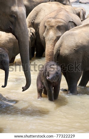 Indian elephants with a baby in a river, Pinnawela elephant orphanage, Sri Lanka