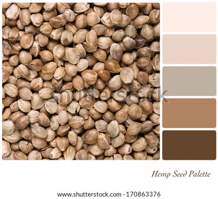 A background of dried hemp seeds in a colour palette with complimentary colour swatches
