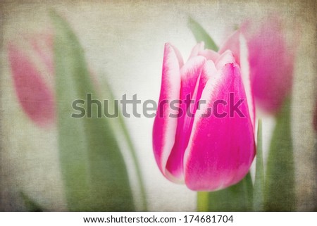 Pink and white tulip flowers. Vintage effect, textured processing