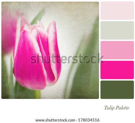 A background tulip flowers in a colour palette,  with complimentary colour swatches. Textured retro style effect.