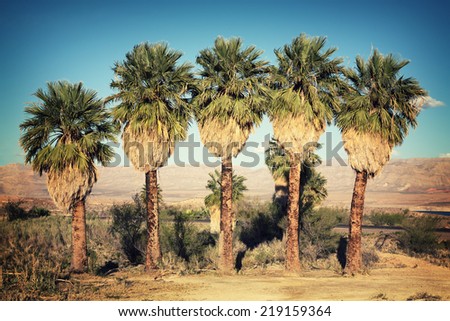 A row of palm trees in the desert, Lake Mead National Recreation Area, USA. Retro style processing with intentional vignette.