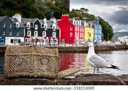 Selective focus on a seagull on the quayside, with the colourful village of Tobermory in the background. Isle of Mull, Scotland, UK