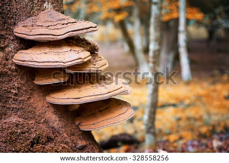 Bracket fungus growing from the stump of a dead beech tree. New Forest, Hampshire, UK