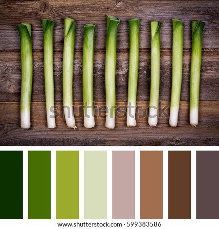A row of fresh trimmed baby leeks over old wood background. In a colour palette with complimentary colour swatches.
