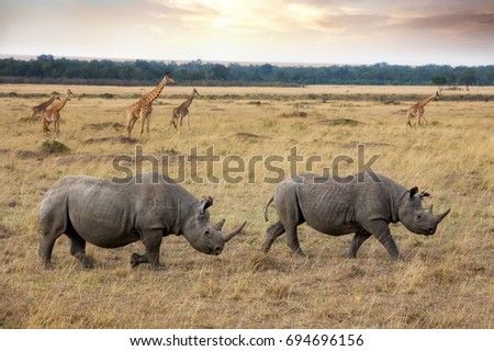 Two black rhinos and a herd of giraffes in the Masai Mara, Kanya. The black rhinoceros is critically endangered and at risk of extinction.