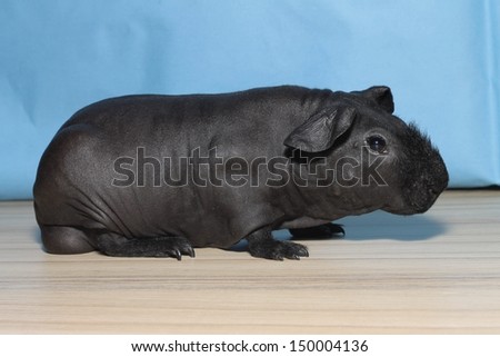 Black skinny Guinea pig on show