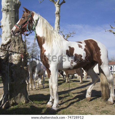 A strong horse, in the fine figure, is waiting for buyers at the fair in horses of Vic-Fezensac, France (Gascony).