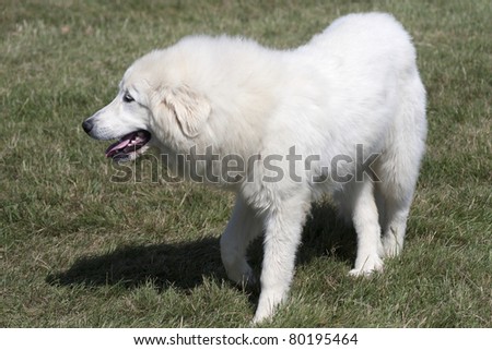 Close-up of a great Pyrenees dog walking on the grass.