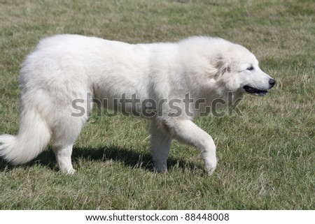 Great Pyrenees dog walking on the grass