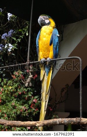 Blue and yellow parrot, on his perch, in a garden.