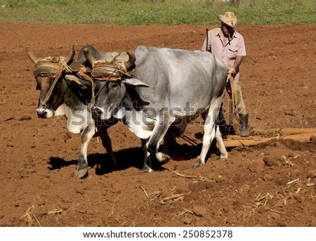 VINALES, CUBA - DECEMBER 12: this peasant smoking a cigar is working in his field with two oxes tied by a yoke ,on december 12, 2014, in Vinales, Cuba