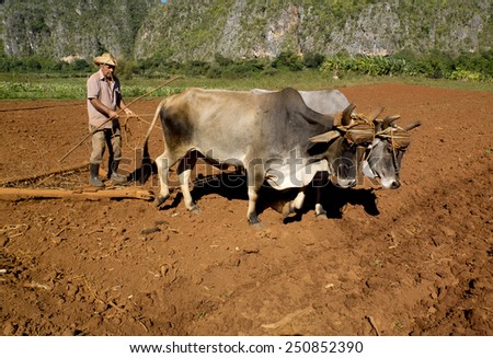 VINALES, CUBA - DECEMBER 12: Farmer smoking a cigar works the soil  with two oxes tied by a yoke ,on december 12, 2014, in Vinales, Cuba