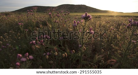 Sunrise with a backlight view of flowers in a field on a wild plateau in Spain (Europe).