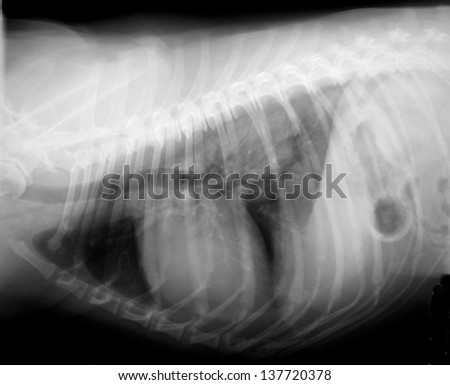 X-ray of dog chest